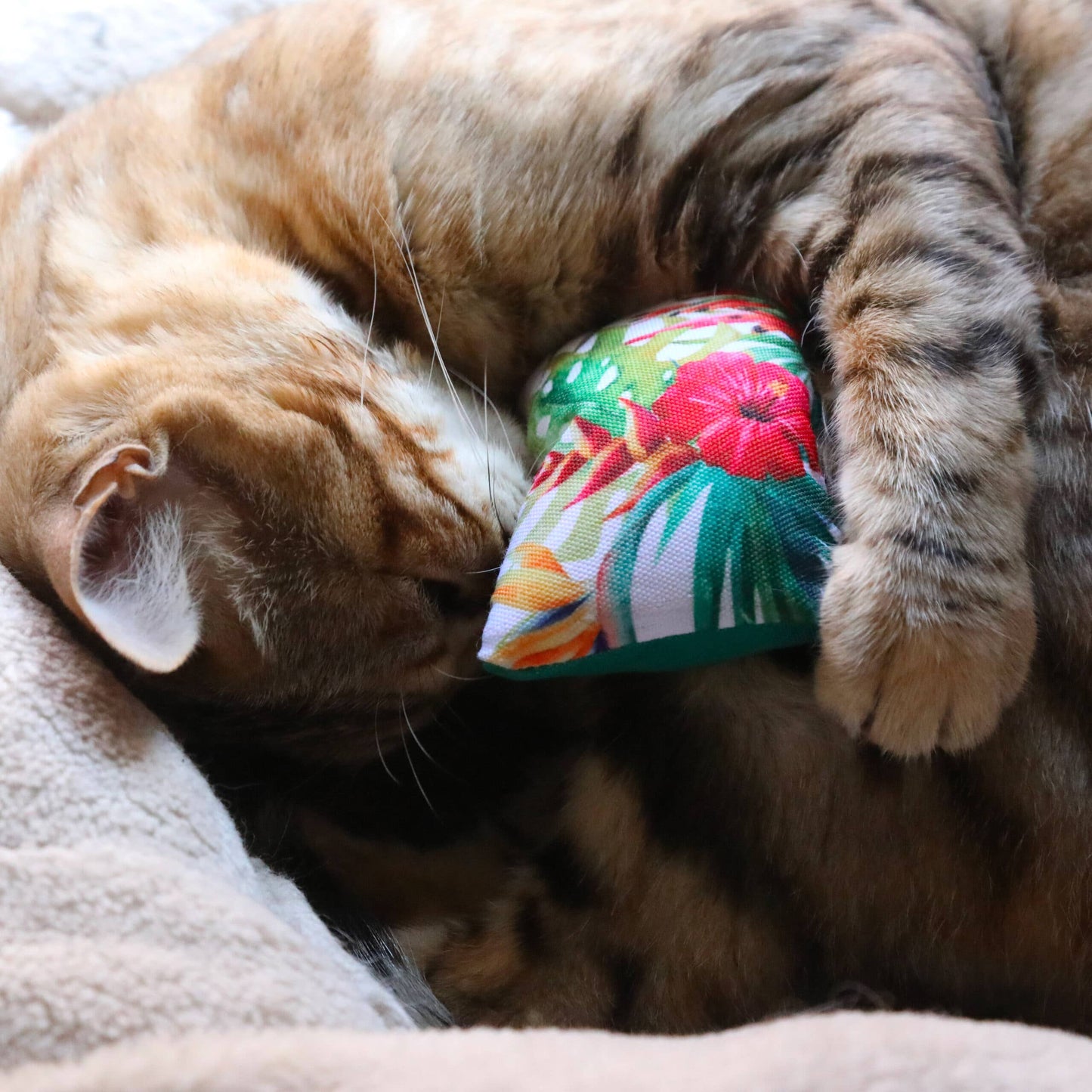 Cuscino gatto con erba gatta - Euphoria -