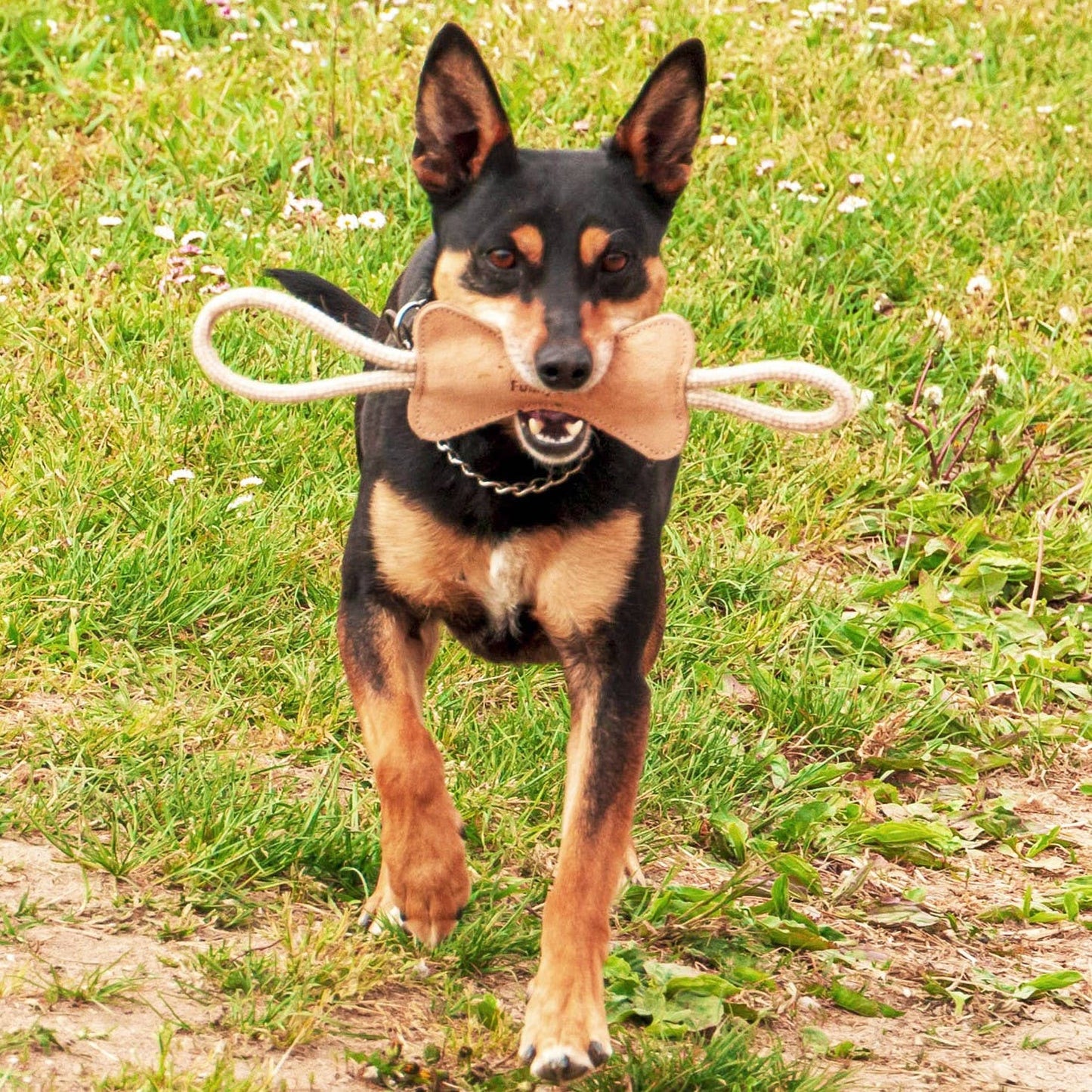 Ossicino in camoscio Gioco naturale per cani