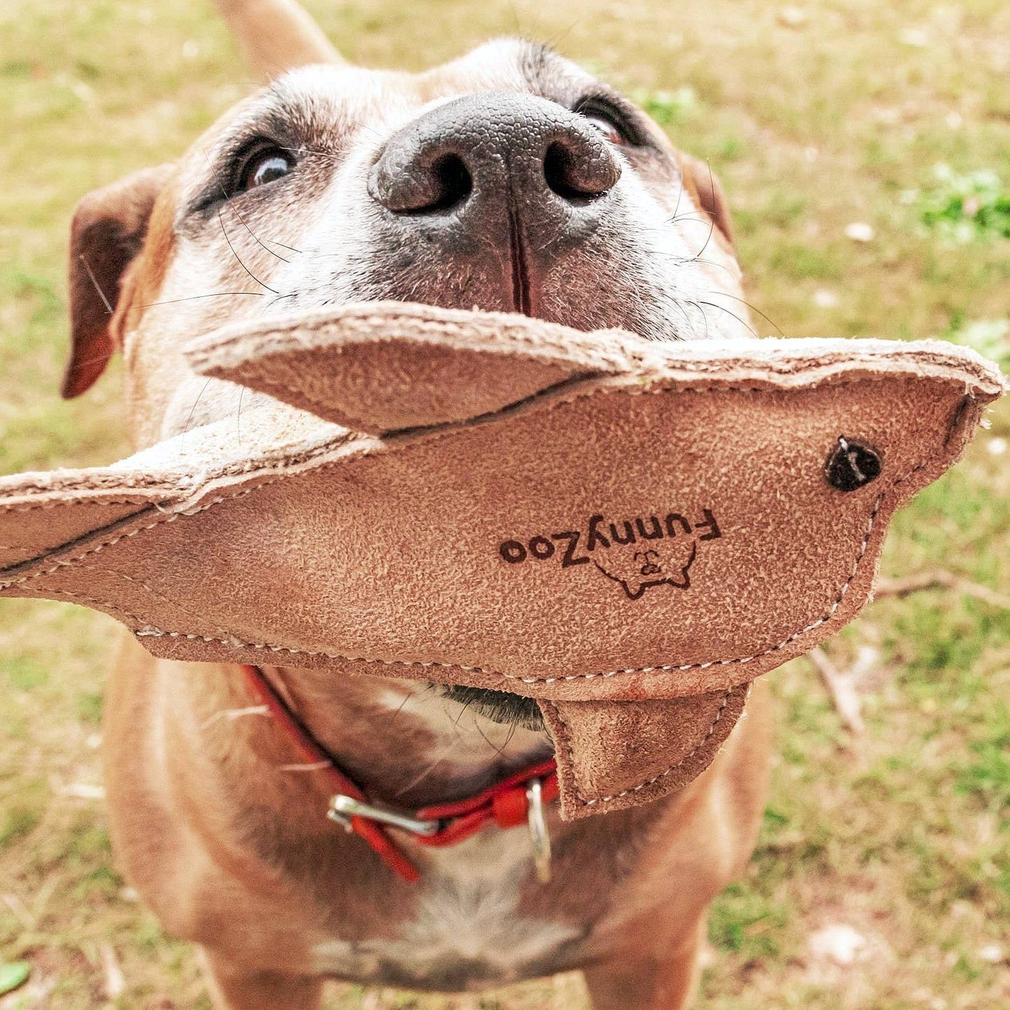 Gioco per cani in camoscio con bottiglietta all'interno