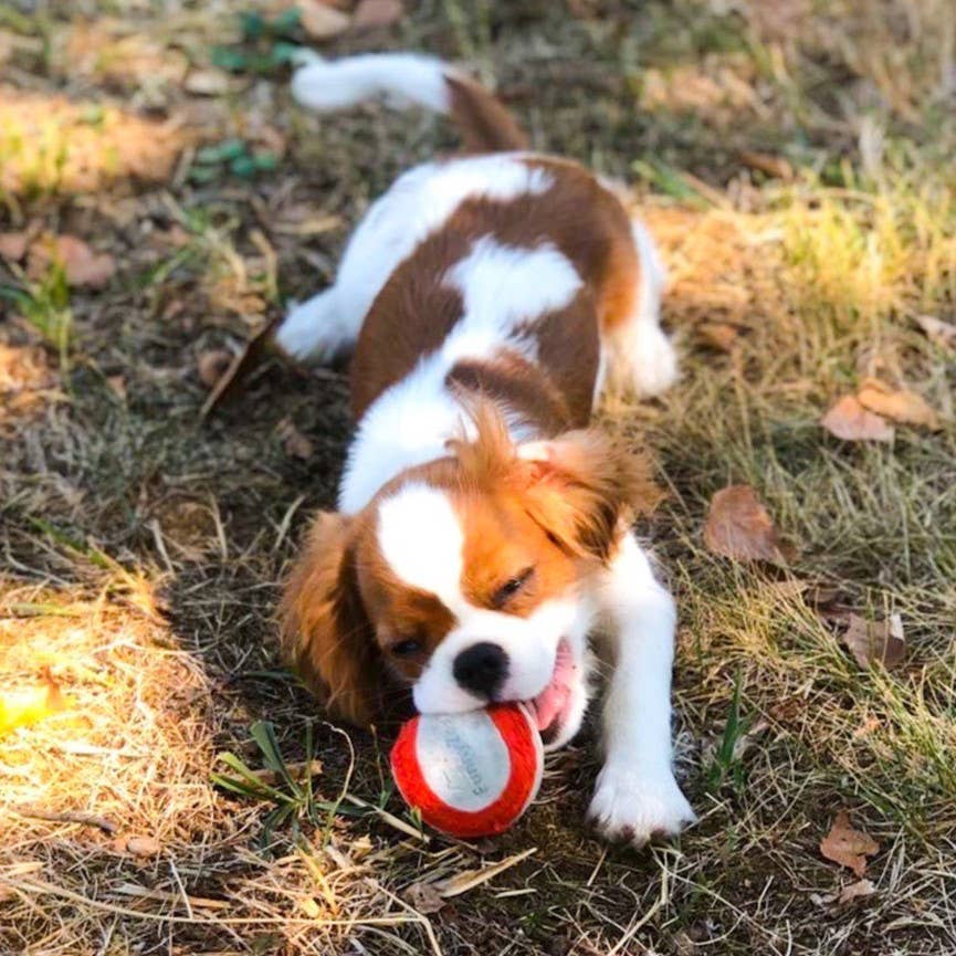 PALLINA IN CAMOSCIO Gioco naturale per cani