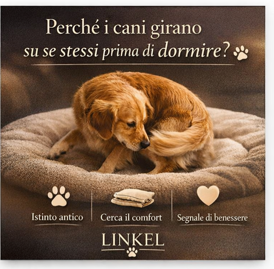 Perché i cani girano su se stessi prima di dormire?