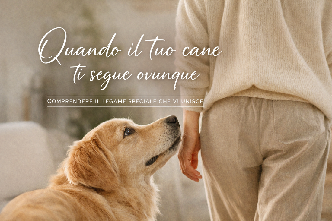 Cosa significa quando il cane ti segue ovunque?