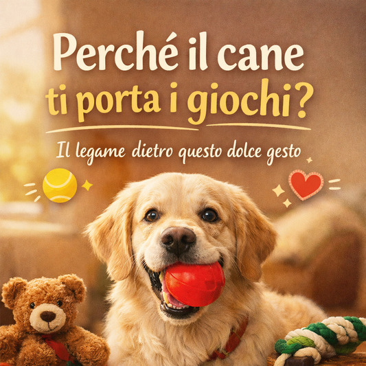 Perché il cane ti porta i giochi?